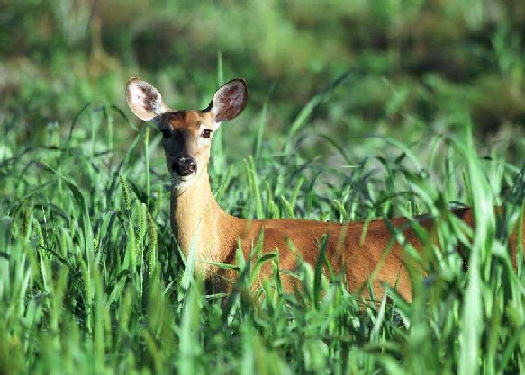 deer-7965
