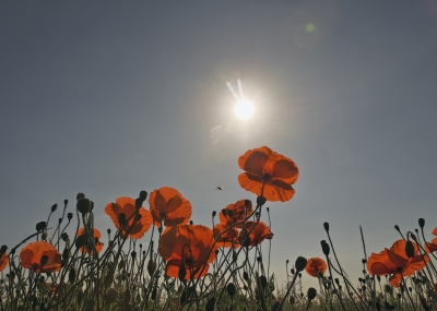 I love this time of year when the hedgerows are full of poppies.