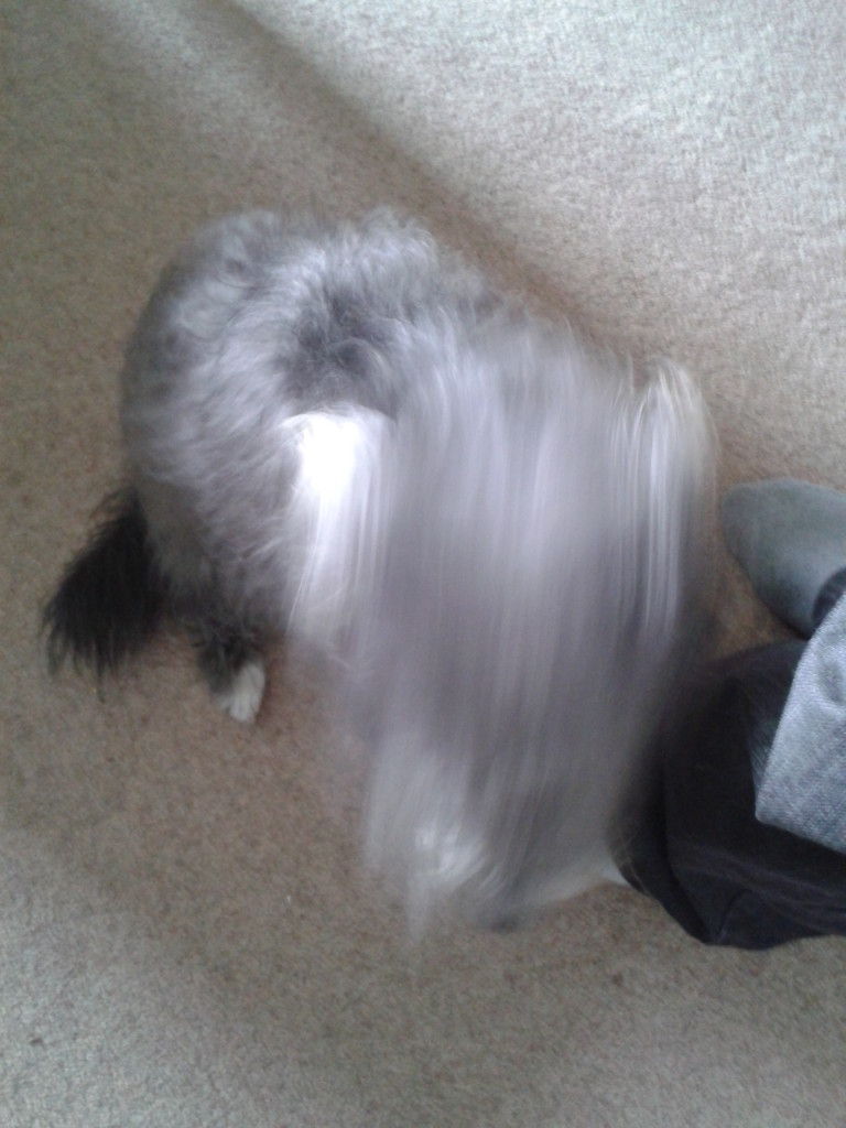 Maisie-dog is not a fan of sitting still.