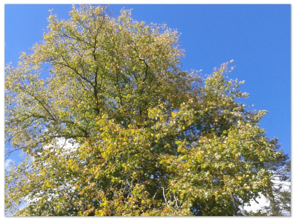 2014-08-31 12.46.16_Soft
