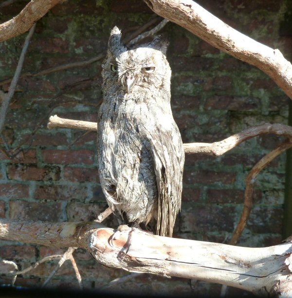 Owl In Disguise