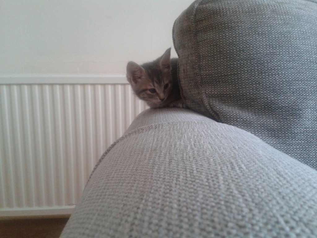 Look! Zelda matches our sofa - we obviously had no choice but to adopt her...
