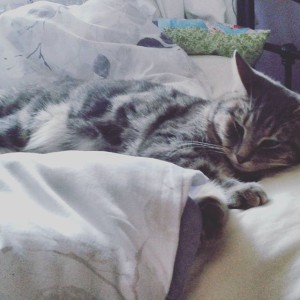 Lazy morning, Zelda-style