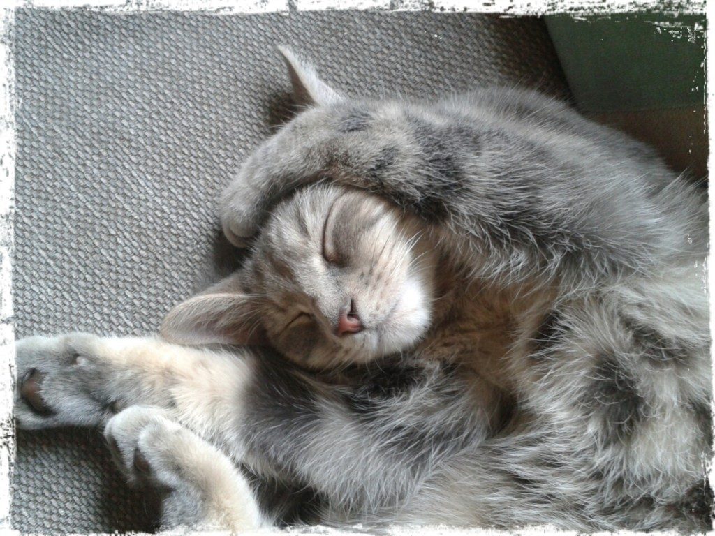 Zelda can't believe the summer holidays are over, either.